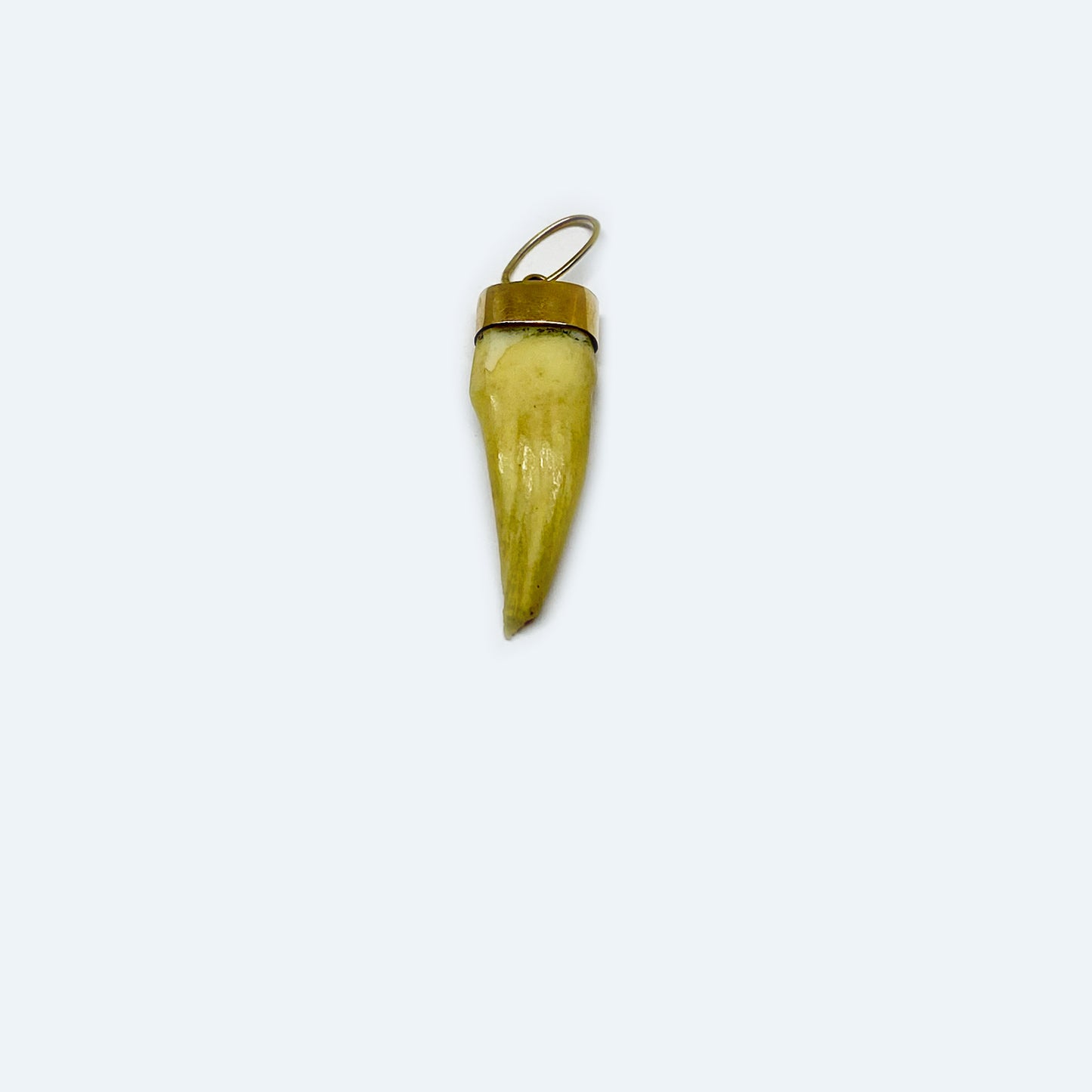 Antique 14k Gold Tooth Amulet Pendant