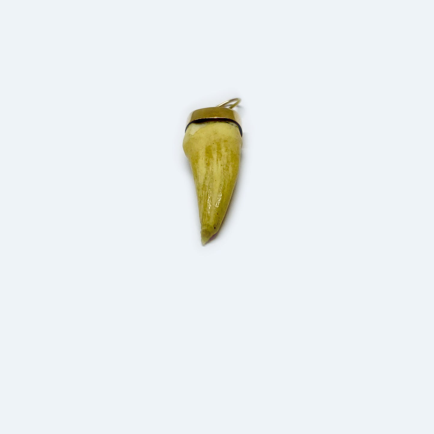 Antique 14k Gold Tooth Amulet Pendant