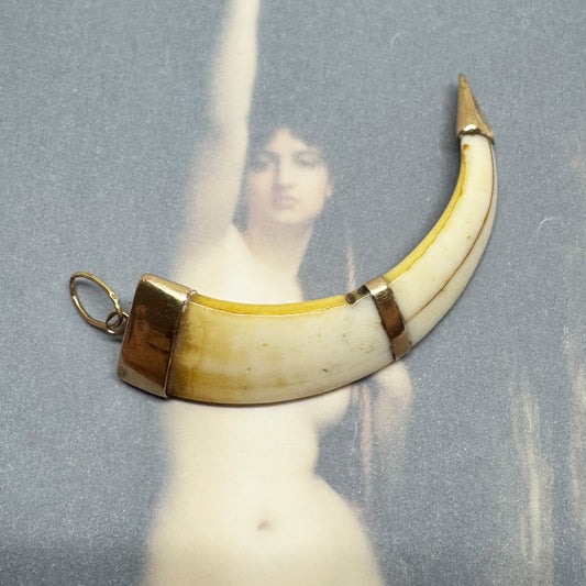 Victorian 14k Gold Boar Tusk Amulet, Antique Fang Pendant c.1880, Ethnic Good Luck Charm in Solid Gold