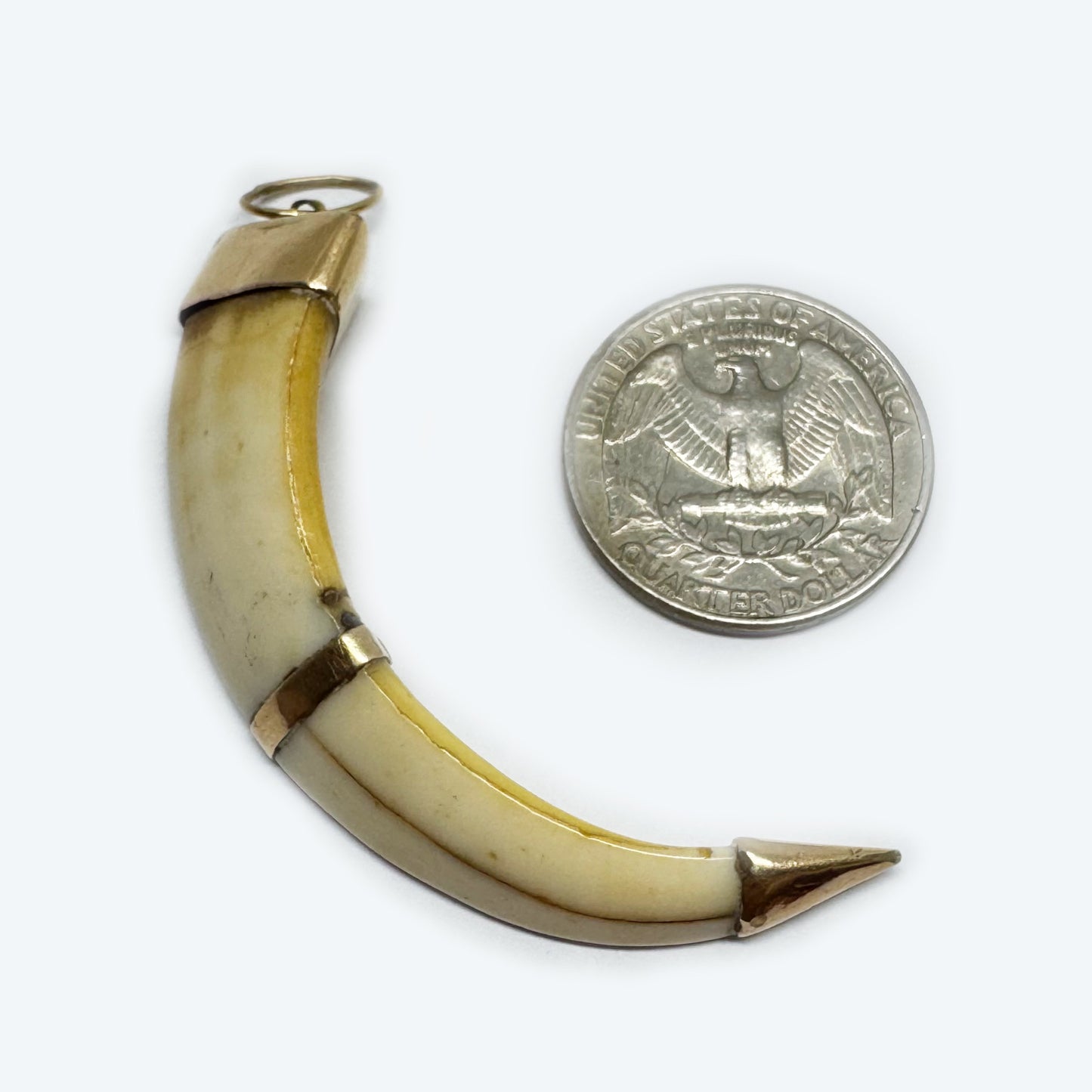Victorian 14k Gold Boar Tusk Amulet, Antique Fang Pendant c.1880, Ethnic Good Luck Charm in Solid Gold