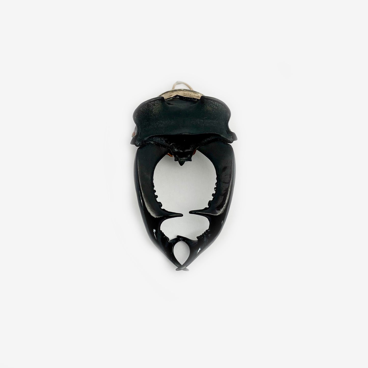 Victorian Gold Plated Beetle Horn Pendant