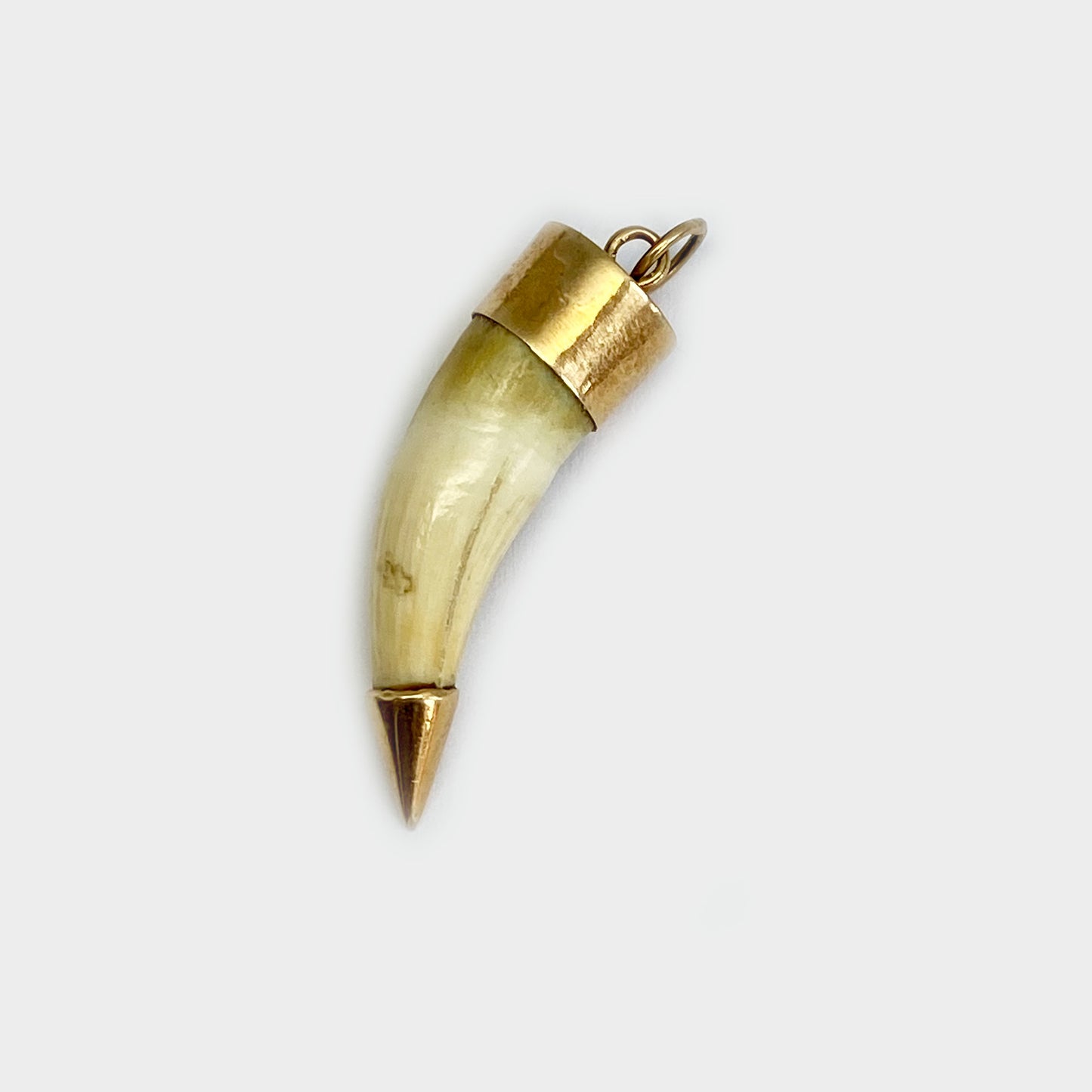 Antique 14k Gold Amulet Animal Tooth Pendant