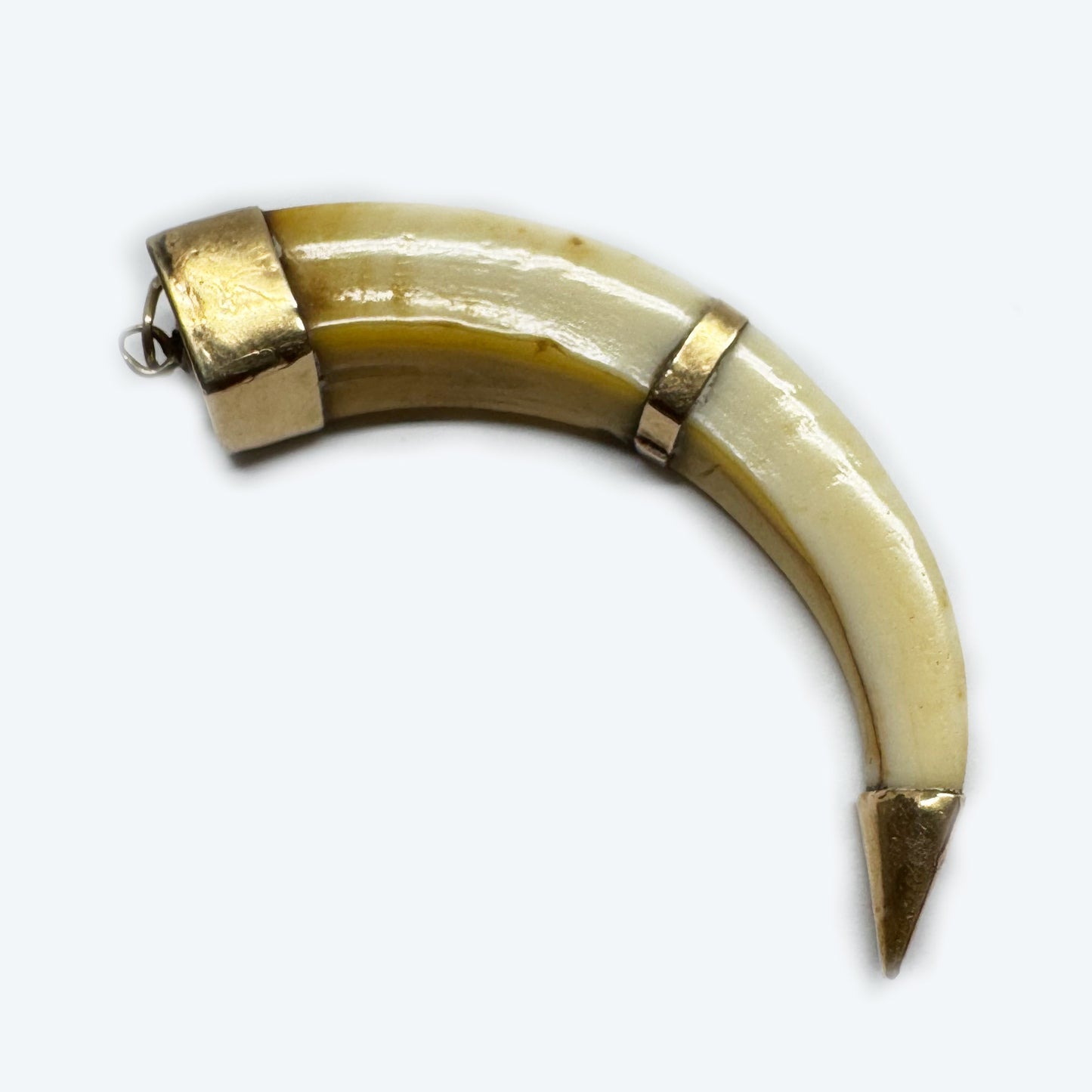 Victorian 14k Gold Boar Tusk Amulet, Antique Fang Pendant c.1880, Ethnic Good Luck Charm in Solid Gold