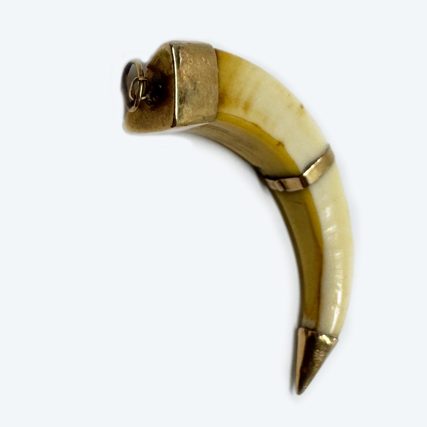 Victorian 14k Gold Boar Tusk Amulet, Antique Fang Pendant c.1880, Ethnic Good Luck Charm in Solid Gold